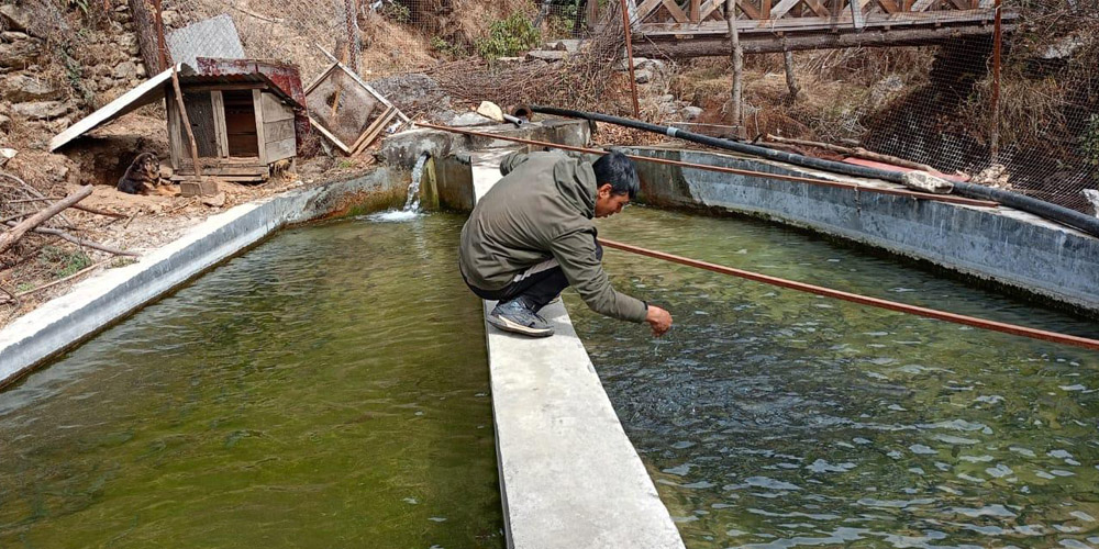 वैदेशिक रोजगारीबाट फर्किएर माछापालन, मासिक डेढ लाख आम्दानी