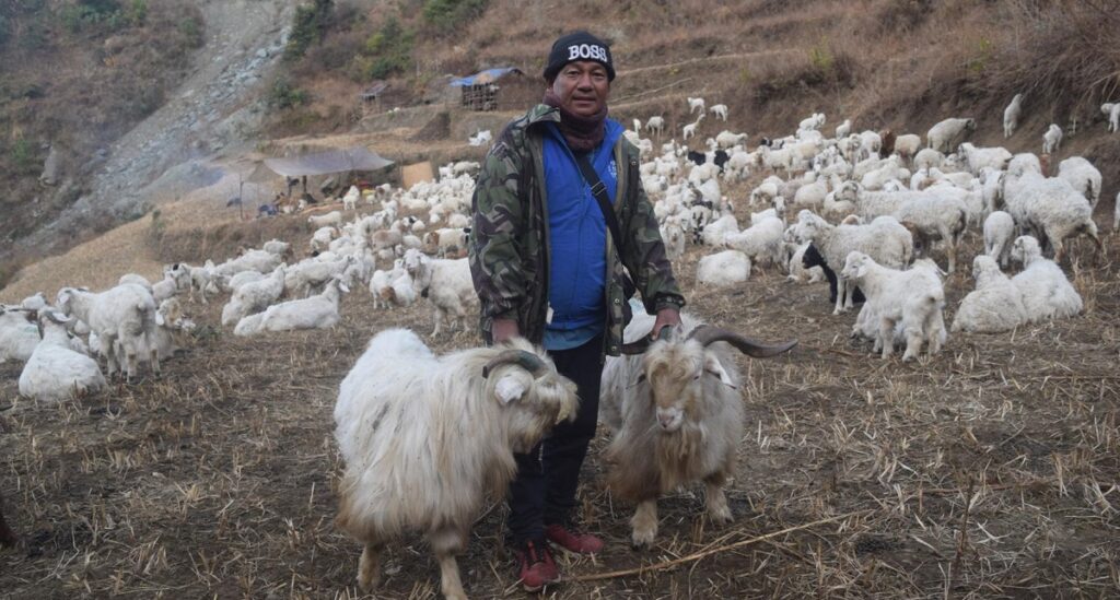 हिम्मतले भेडीगोठ धानेका हिमबहादुर, वार्षिक २५ लाखको भेडाबाख्रा बिक्री