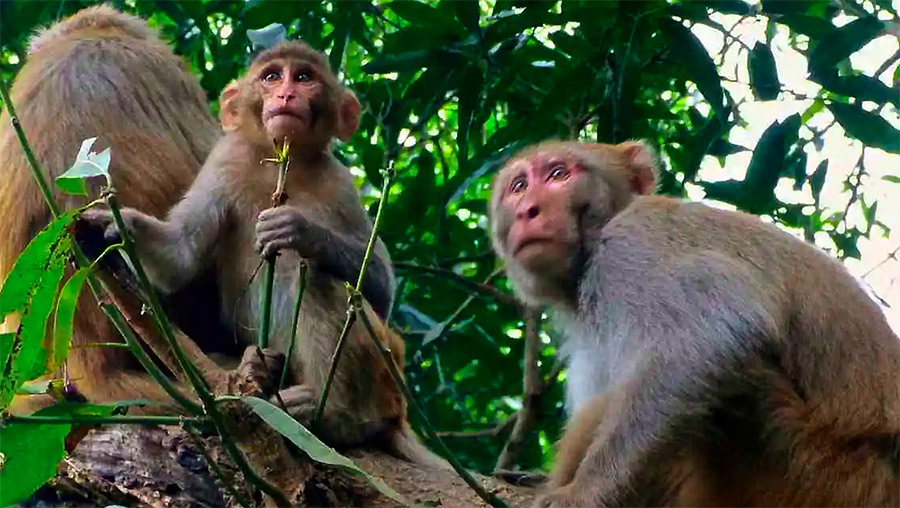 बाँदर नियन्त्रणका लागि पोखरामा स्थगित भएको रूख काट्ने अभियान अब सिन्धुपाल्चोकमा